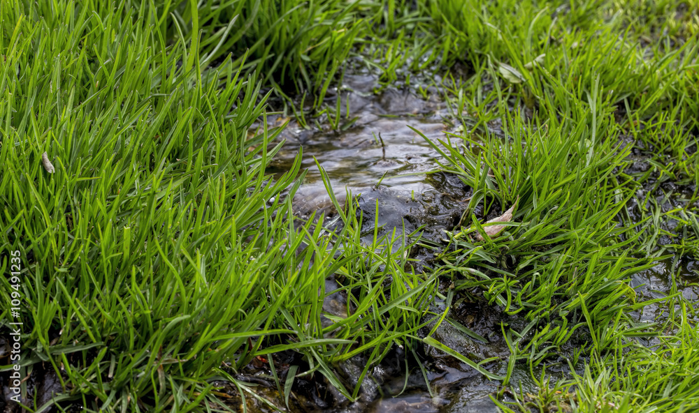 A small stream , the young green grass A small stream , the young green grass