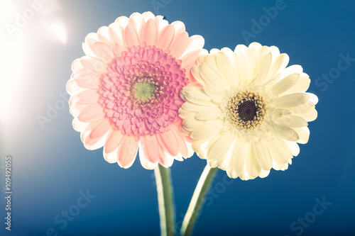 Zwei Gerbera Blumen im Gegenlicht