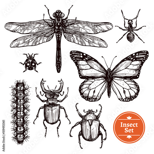 Hand Drawn Insect Set