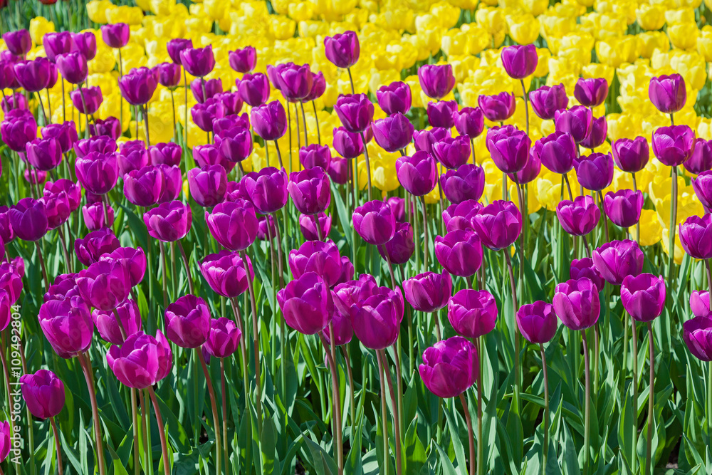 tulips, flower-bed with tulips blossoming in different shapes an tulips, flower-bed with tulips blossoming in different shapes an