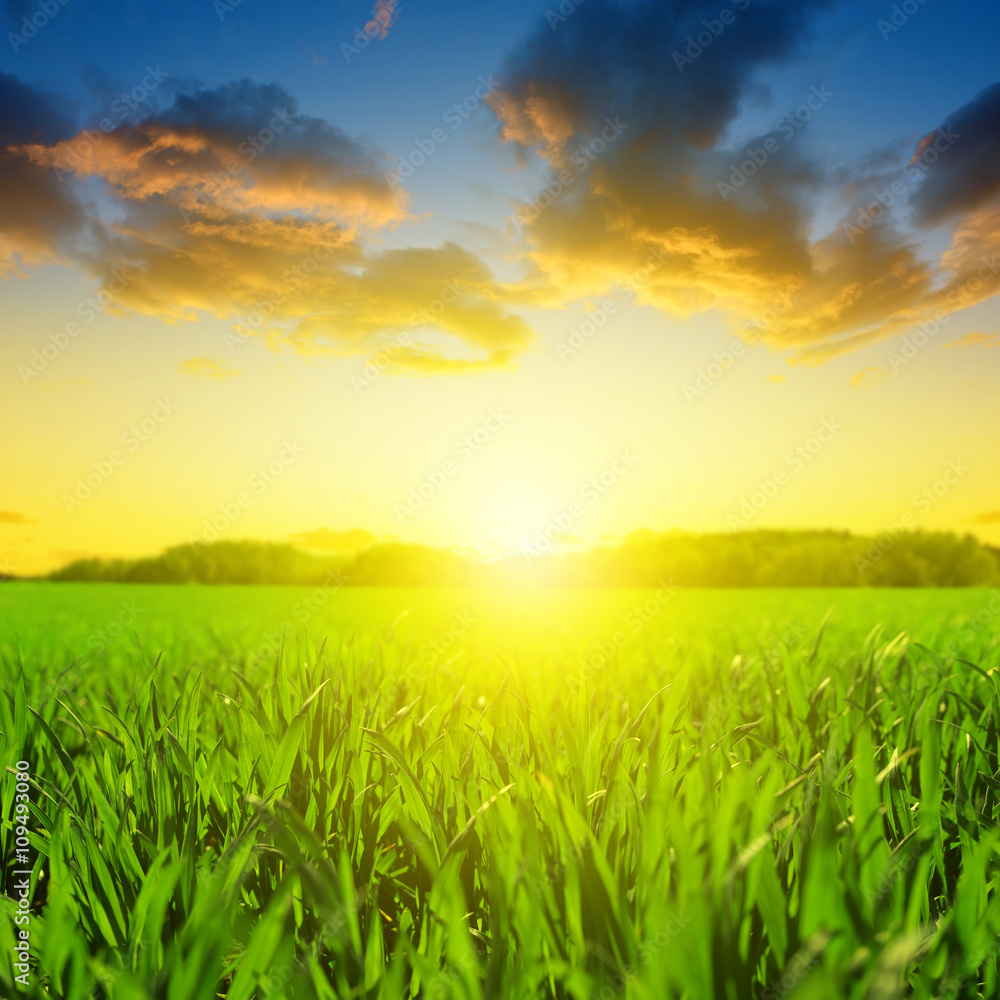 Beautiful spring field with green grass at sunset. Beautiful spring field with green grass at sunset.