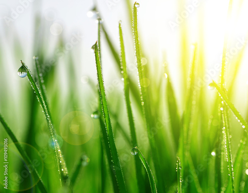Fresh green grass with water drops closeup. Soft focus. Nature Background