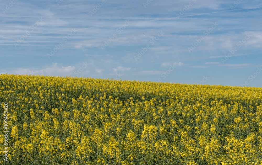 rape fields