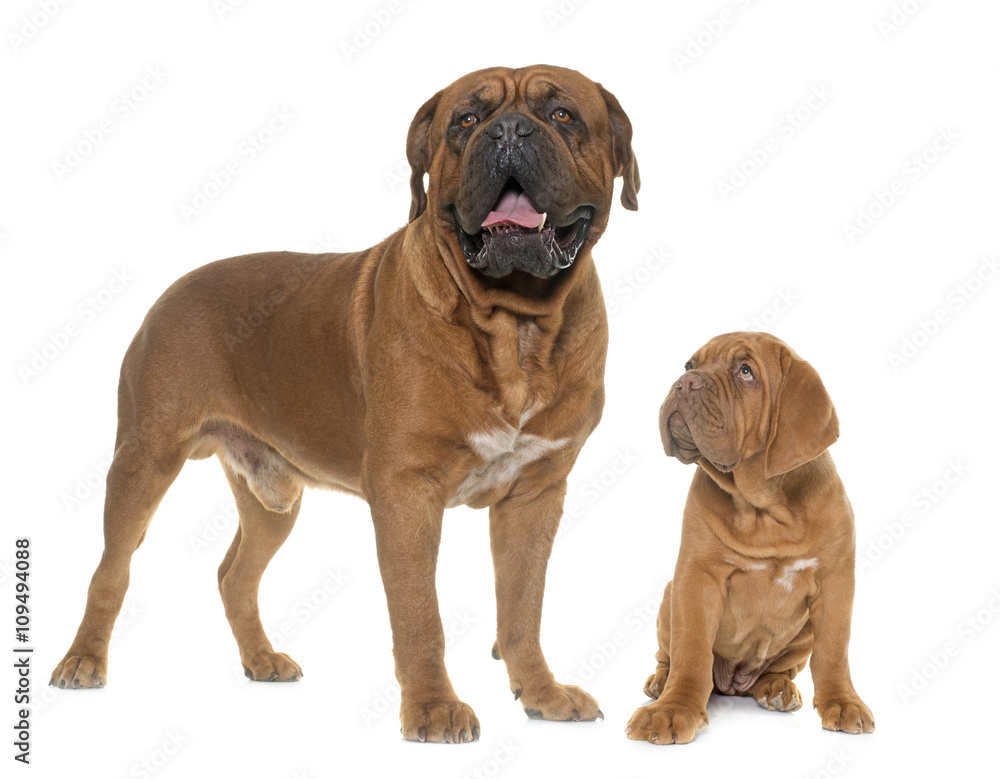 Dogue de Bordeaux, adult and puppy