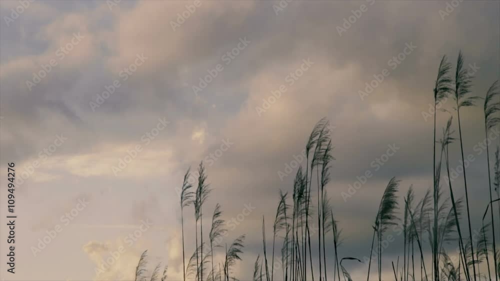 Cane thicket and clouds
