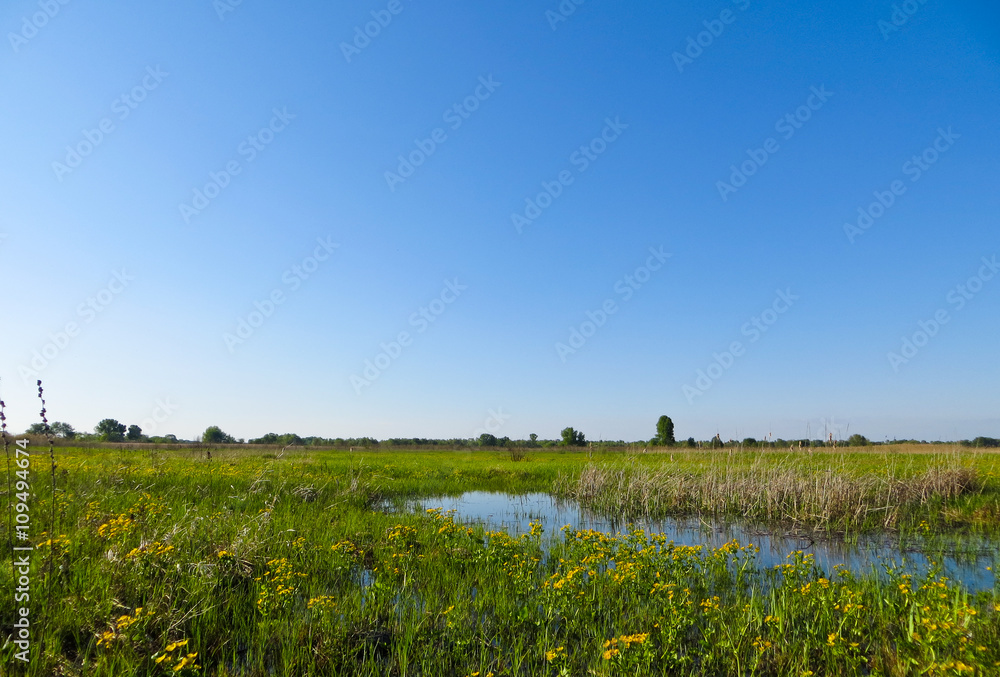 Dnieper marshes