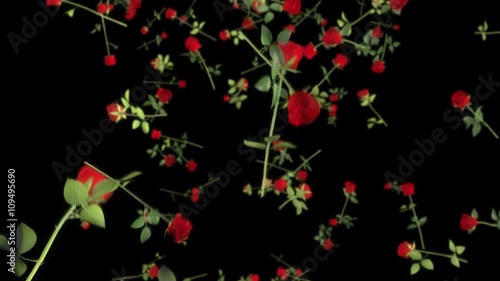 Seamless looping 3D animation of falling roses including alpha matte photo