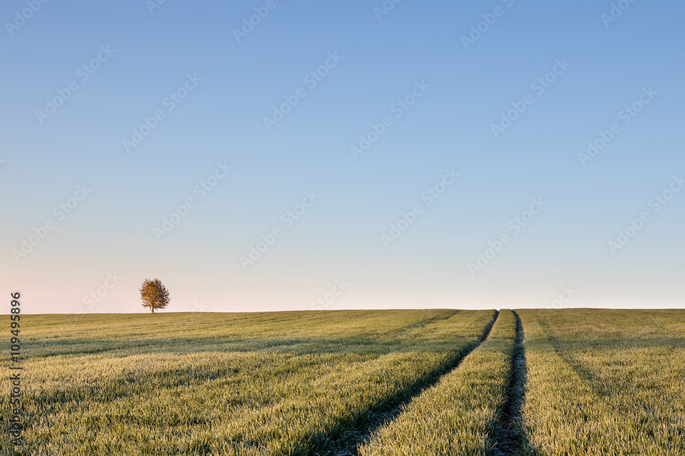 Solitaire tree on horizon and ruts in field