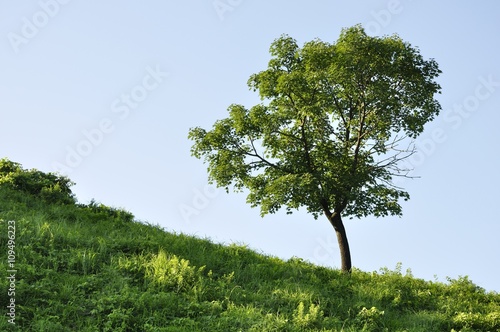 Wallpaper Mural 丘の木 Torontodigital.ca