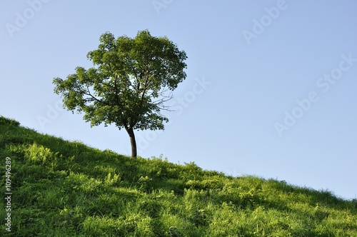 Wallpaper Mural 丘の木 Torontodigital.ca