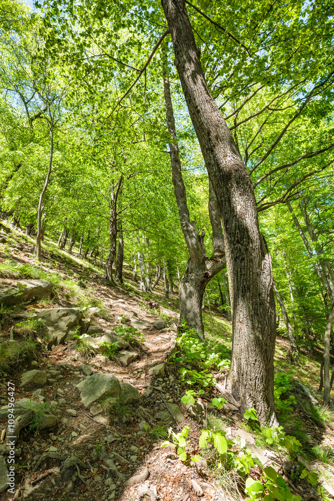 Beech forest and hiking trail Beech forest and hiking trail