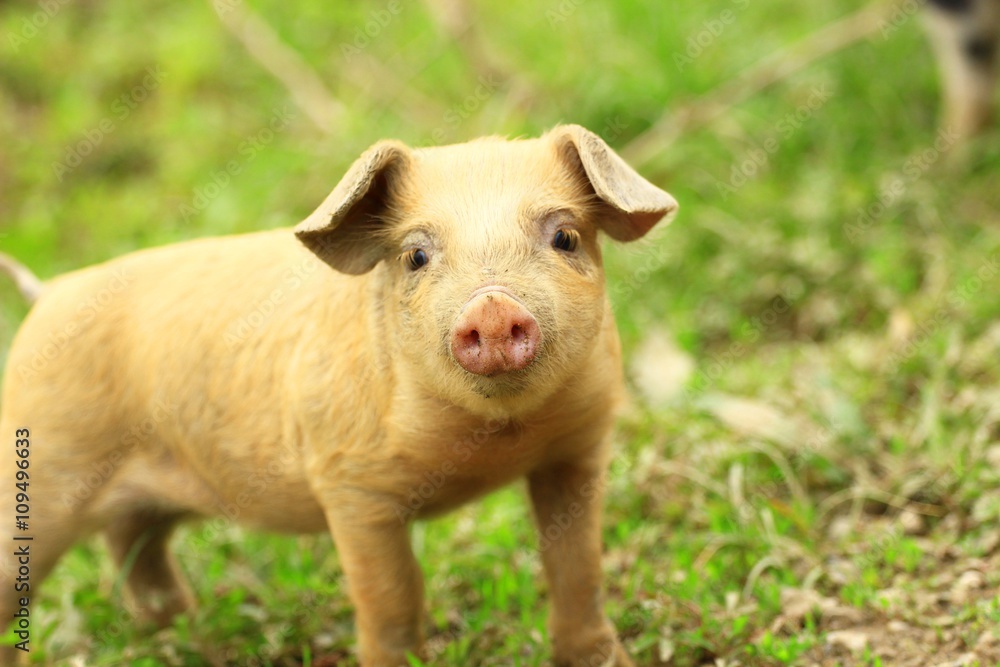 Fototapeta premium Cute piglet