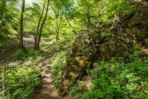 Beech forest and hiking trail