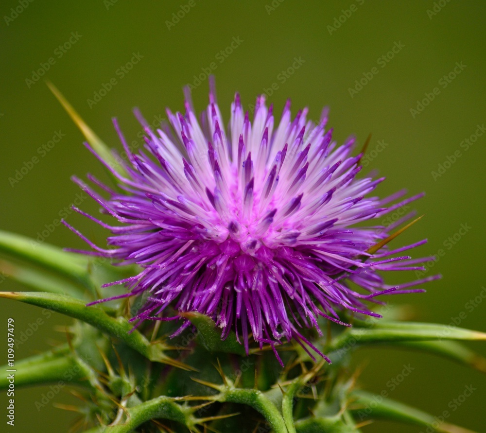 Beautiful flower head of milk thistle, Silybum marianum, medicinal plant Beautiful flower head of milk thistle, Silybum marianum, medicinal plant