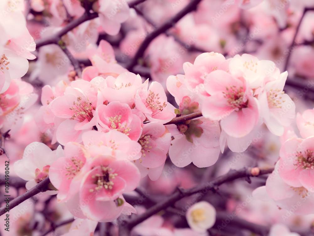 Fototapeta premium Cherry blossoms