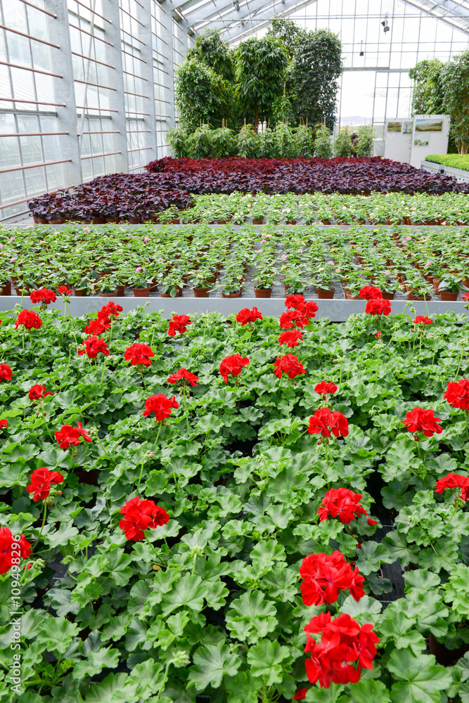 Flowers which are growing Flowers which are growing