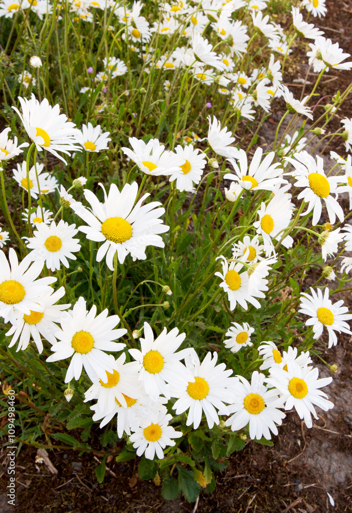 Fototapeta premium Green grass and chamomiles in the nature