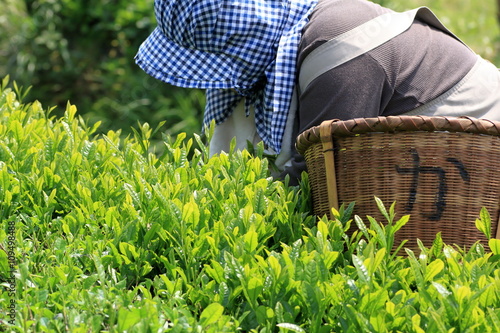 Japanese tea hand picking