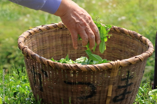 Japanese tea hand picking