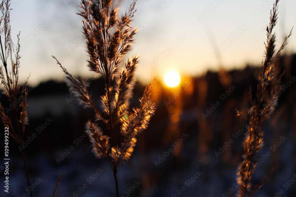 Beautiful sunset on forest clearing in the evening Beautiful sunset on forest clearing in the evening