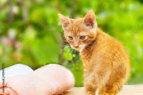Fototapeta Naklejka Na Ścianę i Meble -  Yellow, orange little cat with pink anf white towel  in the garden