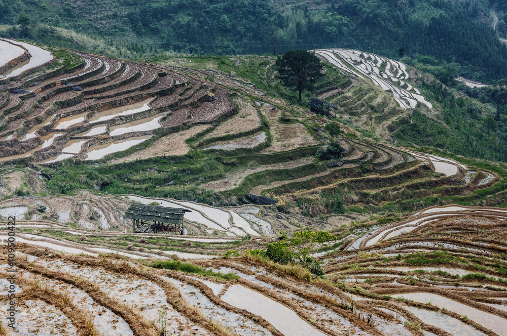 Colorful rice terrace in spring, Guilin, China