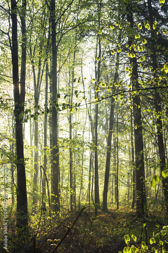 Fototapeta premium Waldweg in Morgennebel an einem sonnigen Tag