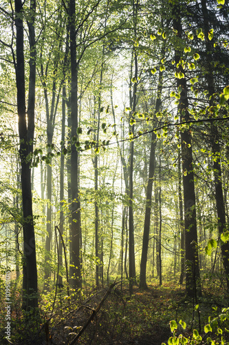 Waldweg in Morgennebel an einem sonnigen Tag © were