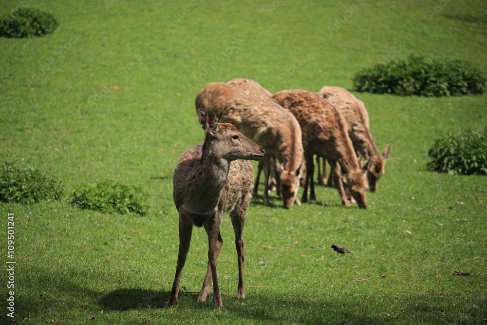 Fototapeta premium Rehe