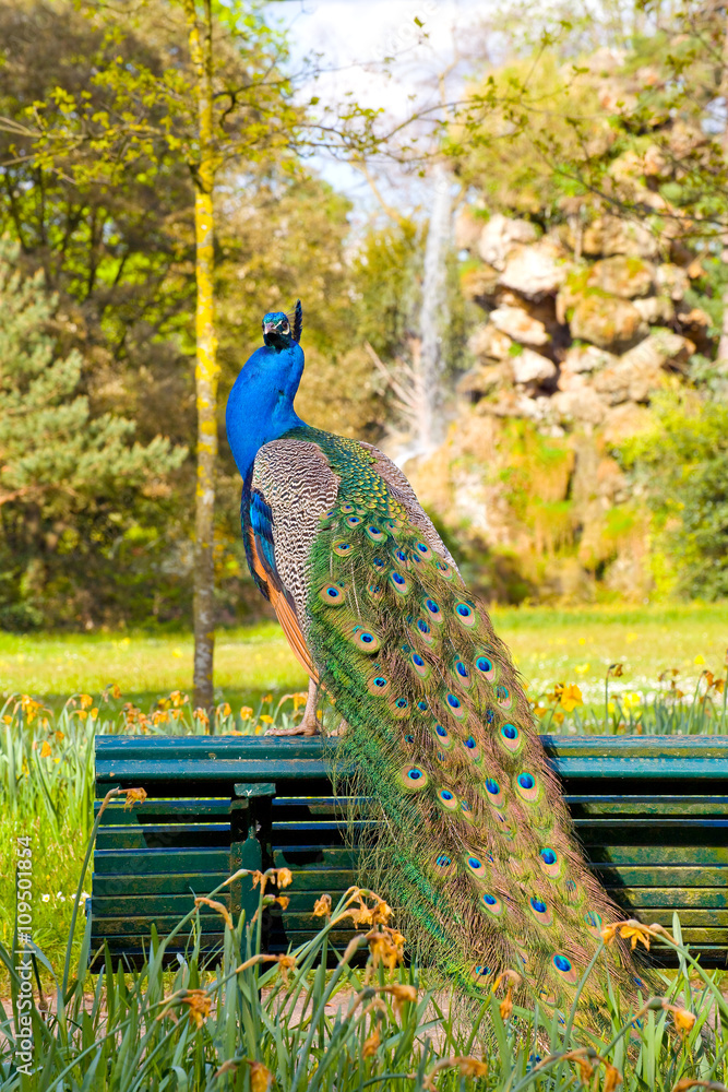Fototapeta premium Paon du parc de bagatelle au printemps, bois de Boulogne, Paris
