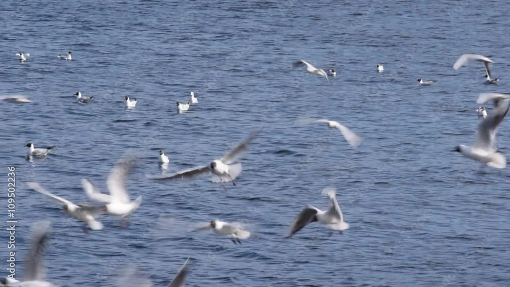 Flocks with many seagulls flying and crying over blue water Flocks with many seagulls flying and crying over blue water