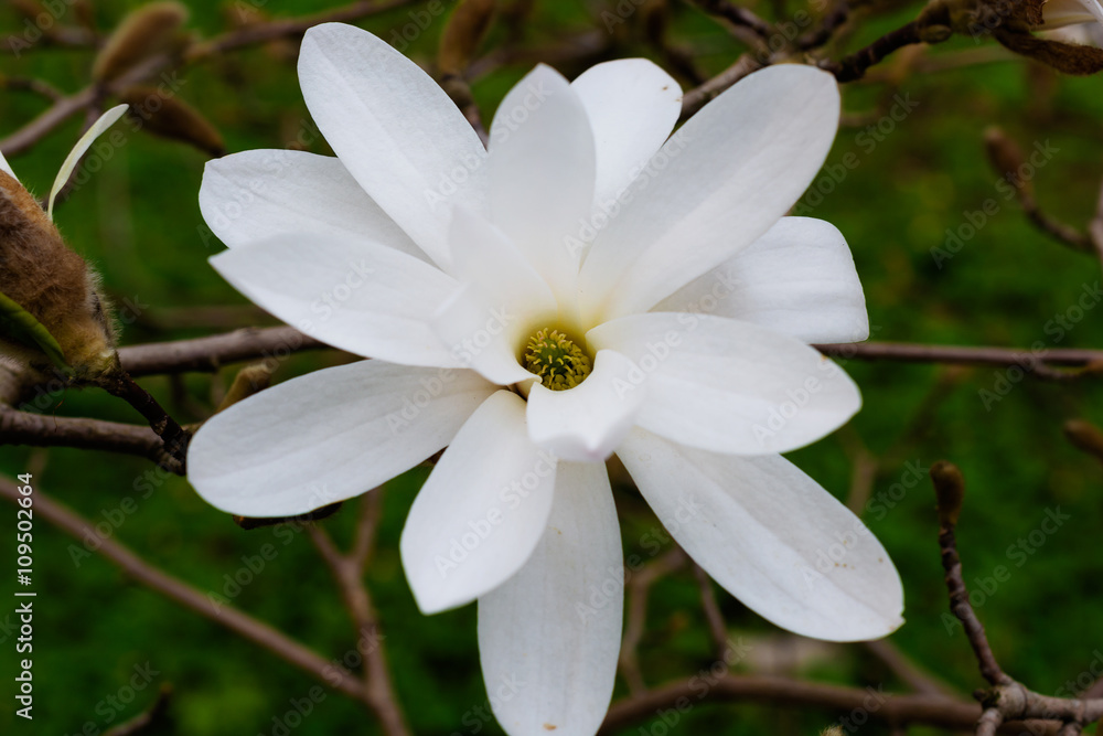white magnolia flower blossoms in spring white magnolia flower blossoms in spring
