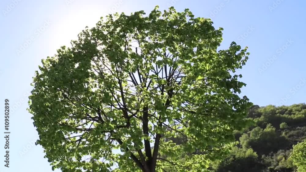 Ripresa di un albero in controluce mosso dal vento. Ripresa di un albero in controluce mosso dal vento.