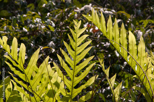 Oak-Leaf fern, Drynaria