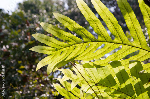 Oak-Leaf fern, Drynaria photo