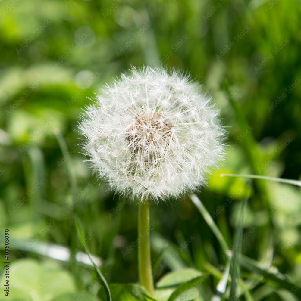 Fototapeta premium white dandelions in the grass