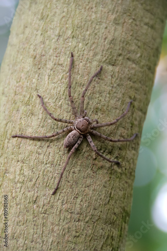 Riesenkrabbenspinne - Heterotropa Venatoria am Baumstammm photo