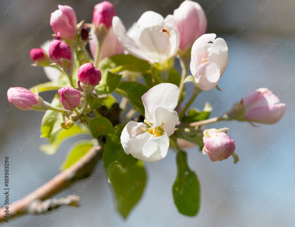 Obraz premium apple blossom on a branch