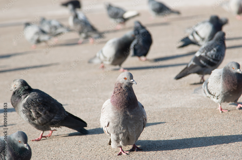 Obraz premium Pigeons on the pavement