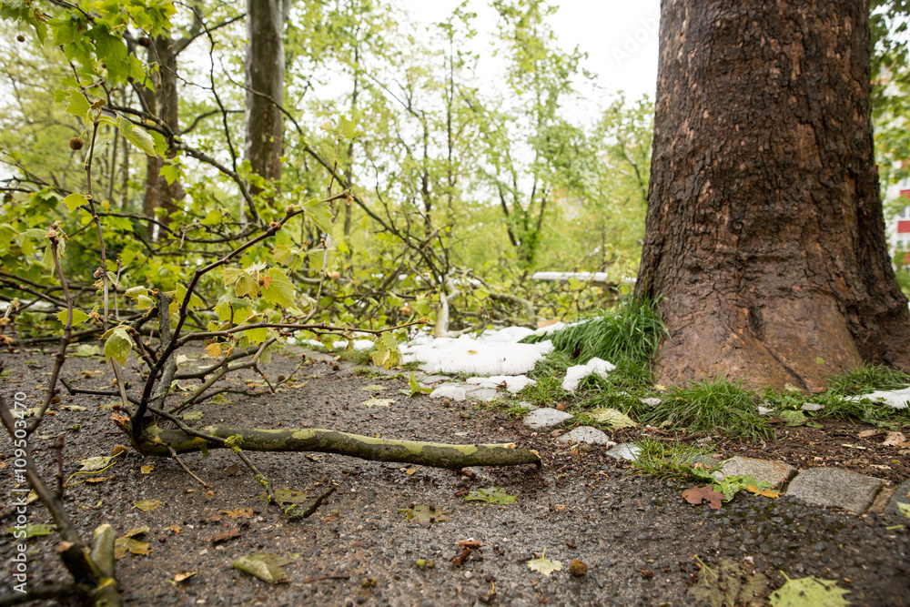 Heavy and wet snow in spring resulted in broken branches and tree trunks Heavy and wet snow in spring resulted in broken branches and tree trunks