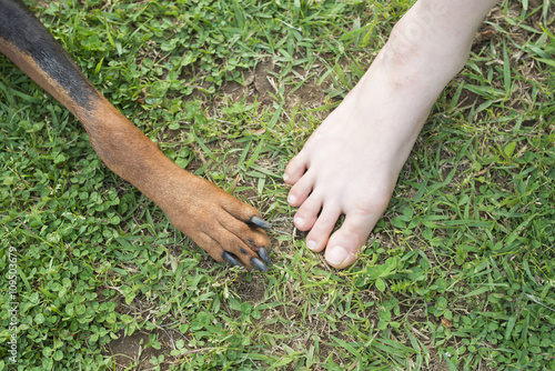 女性の足と犬の足