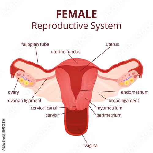 female reproductive system