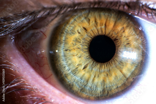 Close up of a green eye and eye lashes.