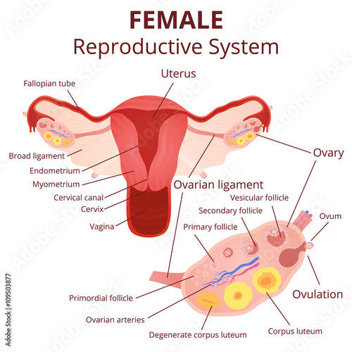female reproductive system