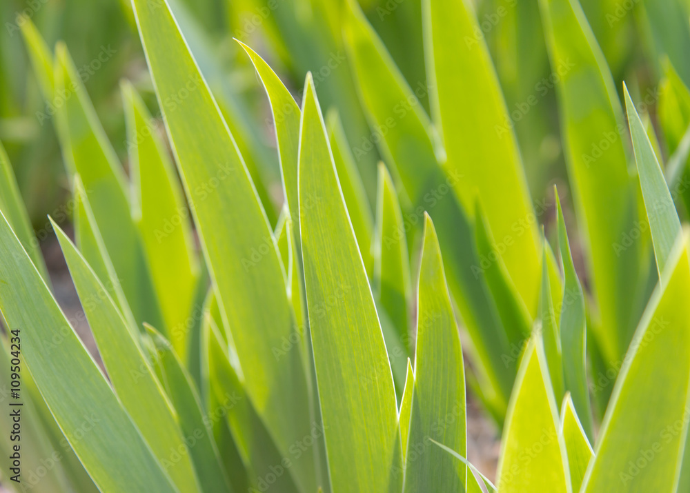 flat green leaves as background flat green leaves as background