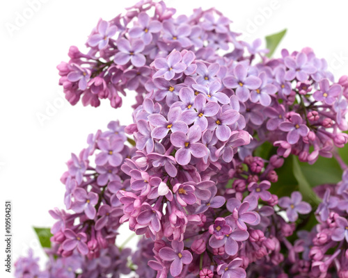 lilac flowers on a white background