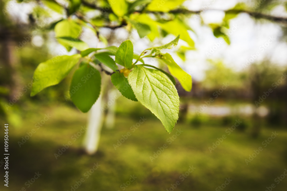 Obraz premium Leaves