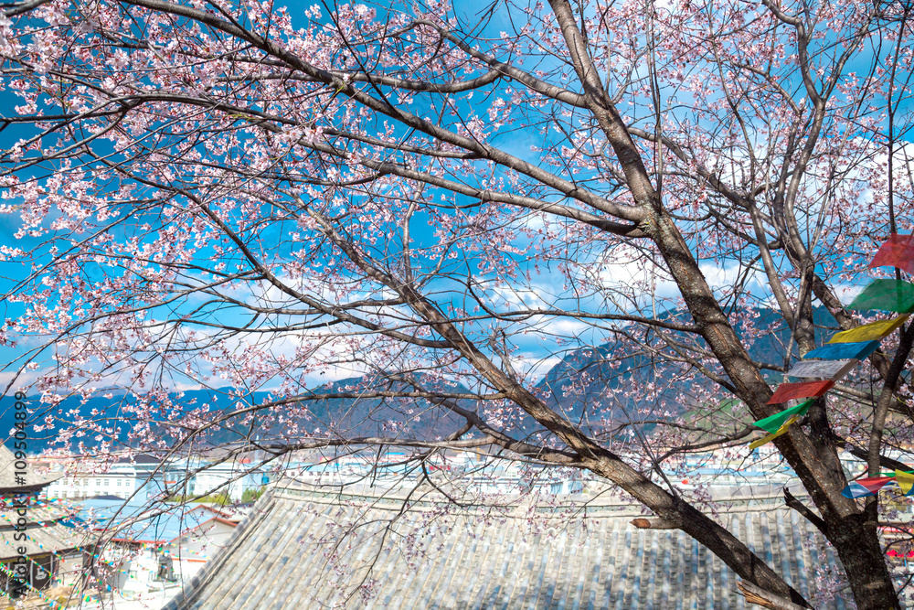 pink blossom sukura flowers on a spring day pink blossom sukura flowers on a spring day