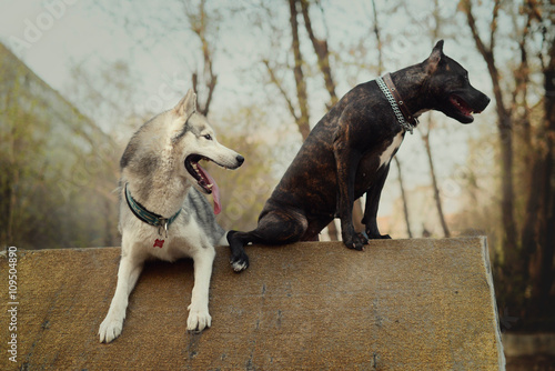 Fototapeta Naklejka Na Ścianę i Meble -  high ratios of dogs