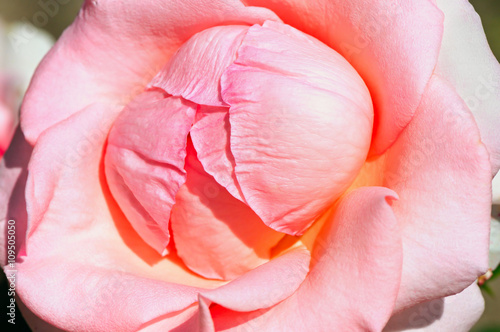 Beautiful pink rose. Natural background.